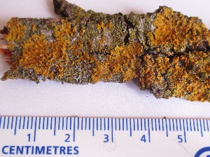  (Xanthomendoza fallax - BIOUG24047-C03)  @11 [ ] CreativeCommons - Attribution (2015) CBG Photography Group Centre for Biodiversity Genomics
