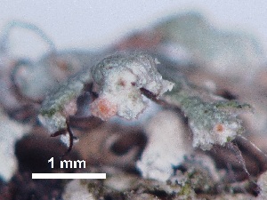  (Ovicuculispora - BIOUG24047-C08)  @11 [ ] CreativeCommons - Attribution (2015) CBG Photography Group Centre for Biodiversity Genomics