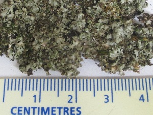  (Phaeophyscia adiastola - BIOUG24047-D10)  @11 [ ] CreativeCommons - Attribution (2015) CBG Photography Group Centre for Biodiversity Genomics