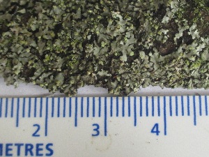  (Phaeophyscia pusilloides - BIOUG24047-E03)  @11 [ ] CreativeCommons - Attribution (2015) CBG Photography Group Centre for Biodiversity Genomics