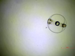  ( - 4_SD_11102022)  @11 [ ] Copyright (2025) Unspecified Blijdorp Science and Conservation Center