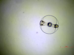  ( - 4_SD_11102022)  @11 [ ] Copyright (2025) Unspecified Blijdorp Science and Conservation Center