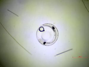  ( - 5_UK_11102022)  @11 [ ] Copyright (2025) Unspecified Blijdorp Science and Conservation Center