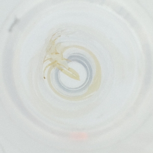  ( - RRHP_036_H10)  @11 [ ] by  Genome Research Ltd as Wellcome Sanger Institute Genome Research Limited operating as Wellcome Sanger Institute