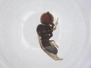  ( - BIOUG24034-A07)  @11 [ ] CreativeCommons - Attribution Share - Alike (2025) Centre for Biodiversity Genomics Centre for Biodiversity Genomics