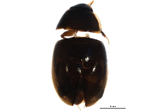  ( - BIOUG24040-H03)  @13 [ ] CreativeCommons - Attribution (2015) CBG Photography Group Centre for Biodiversity Genomics