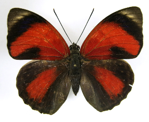 ( - BC-GSRR001)  @11 [ ] CCby (2024) Gilles Séraphin Research collection of Gilles Séraphin