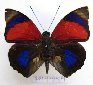  (Agrias claudia ninus - BC-GSRR004)  @11 [ ] CCby (2024) Gilles Séraphin Research collection of Gilles Séraphin