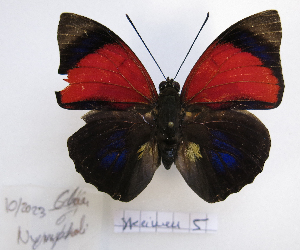  (Agrias claudia - BC-GSRR005)  @11 [ ] CCby (2024) Gilles Séraphin Research collection of Gilles Séraphin