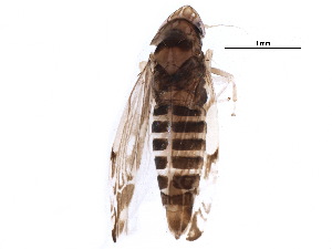  ( - BIOUG21568-B12)  @14 [ ] CreativeCommons - Attribution (2015) CBG Photography Group Centre for Biodiversity Genomics