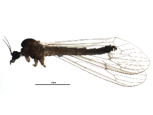  (Trichocera regelationis - BIOUG21589-C09)  @14 [ ] CreativeCommons - Attribution (2015) CBG Photography Group Centre for Biodiversity Genomics