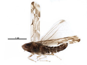  ( - BIOUG21768-D01)  @14 [ ] CreativeCommons - Attribution (2015) CBG Photography Group Centre for Biodiversity Genomics