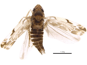  ( - BIOUG22297-H10)  @13 [ ] CreativeCommons - Attribution (2015) CBG Photography Group Centre for Biodiversity Genomics