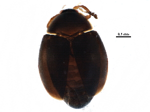  (Orthoperus corticalis - BIOUG22354-D08)  @14 [ ] CreativeCommons - Attribution (2015) CBG Photography Group Centre for Biodiversity Genomics