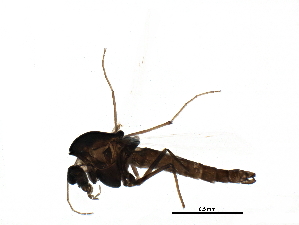  ( - BIOUG22327-H09)  @13 [ ] CreativeCommons - Attribution (2015) CBG Photography Group Centre for Biodiversity Genomics