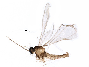  (Dasineura folliculi - BIOUG22419-G12)  @13 [ ] CreativeCommons - Attribution (2015) CBG Photography Group Centre for Biodiversity Genomics