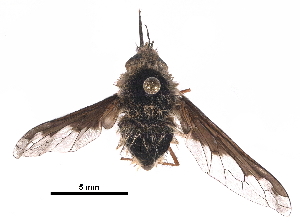  (Bombylius major - BIOUG22326-F06)  @15 [ ] CreativeCommons - Attribution (2017) CBG Photography Group Centre for Biodiversity Genomics