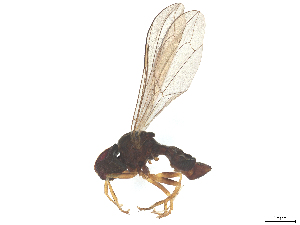  ( - BIOUG22566-G01)  @11 [ ] CreativeCommons - Attribution (2025) CBG Photography Group Centre for Biodiversity Genomics