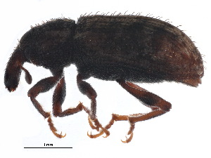  (Listronotus humilis - BIOUG22580-F02)  @14 [ ] CreativeCommons - Attribution (2015) CBG Photography Group Centre for Biodiversity Genomics