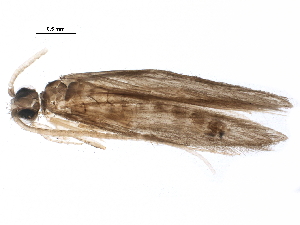  (Orthotrichia cristata - BIOUG23406-C09)  @14 [ ] CreativeCommons - Attribution (2015) CBG Photography Group Centre for Biodiversity Genomics