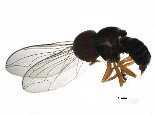  ( - BIOUG23410-E06)  @12 [ ] CreativeCommons - Attribution (2017) CBG Photography Group Centre for Biodiversity Genomics