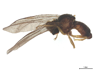  ( - BIOUG23415-A12)  @11 [ ] CreativeCommons - Attribution (2025) CBG Photography Group Centre for Biodiversity Genomics