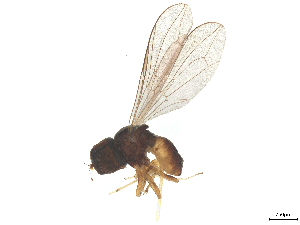  ( - BIOUG23415-B06)  @11 [ ] CreativeCommons - Attribution (2025) CBG Photography Group Centre for Biodiversity Genomics