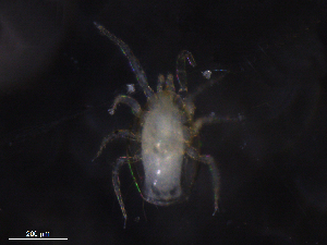  ( - BIOUG22581-F12)  @11 [ ] CreativeCommons - Attribution (2019) CBG Photography Group Centre for Biodiversity Genomics
