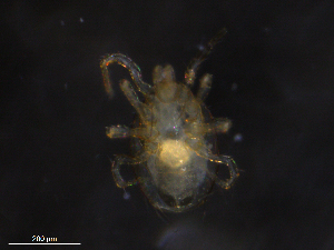  ( - BIOUG22931-D05)  @11 [ ] CreativeCommons - Attribution (2019) CBG Photography Group Centre for Biodiversity Genomics
