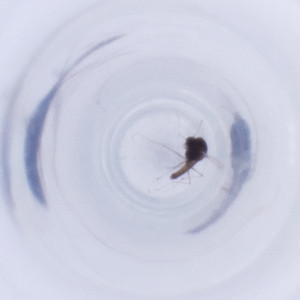  ( - RRNW_003_H3)  @11 [ ] by (2023) Genome Research Ltd as Wellcome Sanger Institute Genome Research Limited&nbsp;operating as Wellcome Sanger Institute