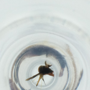  ( - RRNW_020_G5)  @11 [ ] by (2023) Genome Research Ltd as Wellcome Sanger Institute Genome Research Limited operating as Wellcome Sanger Institute