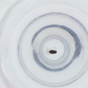  ( - RRNW_039_G11)  @11 [ ] by (2023) Genome Research Ltd as Wellcome Sanger Institute Genome Research Limited&nbsp;operating as Wellcome Sanger Institute