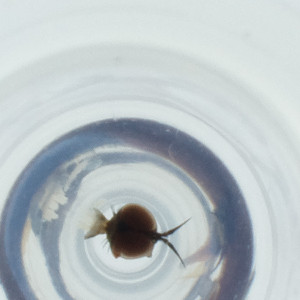  ( - RRNW_040_B1)  @11 [ ] by (2023) Genome Research Ltd as Wellcome Sanger Institute Genome Research Limited operating as Wellcome Sanger Institute