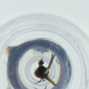  ( - RRNW_040_F1)  @11 [ ] by (2023) Genome Research Ltd as Wellcome Sanger Institute Genome Research Limited operating as Wellcome Sanger Institute