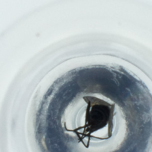  ( - RRNW_067_E2)  @11 [ ] by (2023) Genome Research Ltd as Wellcome Sanger Institute Genome Research Limited&nbsp;operating as Wellcome Sanger Institute