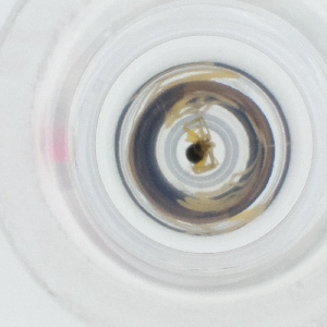  ( - RRNW_143_E12)  @11 [ ] by  Genome Research Ltd as Wellcome Sanger Institute Genome Research Limited operating as Wellcome Sanger Institute