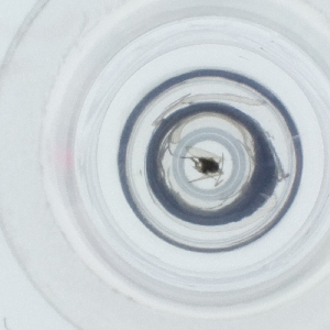  ( - RRNW_150_D12)  @11 [ ] by  Genome Research Ltd as Wellcome Sanger Institute Genome Research Limited operating as Wellcome Sanger Institute