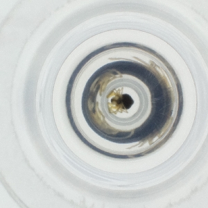  ( - RRNW_159_E2)  @11 [ ] by  Genome Research Ltd as Wellcome Sanger Institute Genome Research Limited operating as Wellcome Sanger Institute