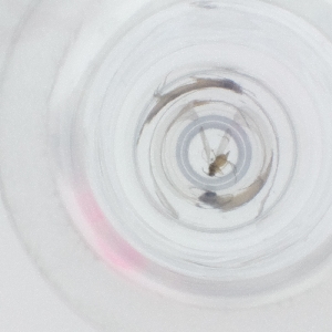  ( - RRNW_168_F11)  @11 [ ] by  Genome Research Ltd as Wellcome Sanger Institute Genome Research Limited operating as Wellcome Sanger Institute