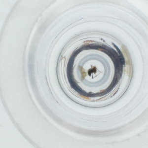  ( - RRNW_168_G7)  @11 [ ] by  Genome Research Ltd as Wellcome Sanger Institute Genome Research Limited operating as Wellcome Sanger Institute