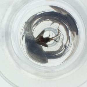  ( - RRNW_170_A6)  @11 [ ] by  Genome Research Ltd as Wellcome Sanger Institute Genome Research Limited operating as Wellcome Sanger Institute