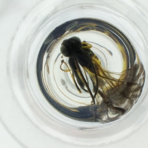  ( - RRNW_170_F7)  @11 [ ] by  Genome Research Ltd as Wellcome Sanger Institute Genome Research Limited operating as Wellcome Sanger Institute