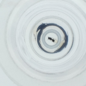  ( - RRNW_172_C7)  @11 [ ] by  Genome Research Ltd as Wellcome Sanger Institute Genome Research Limited operating as Wellcome Sanger Institute