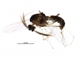  (Stilobezzia antennalis - BIOUG21891-E12)  @13 [ ] CreativeCommons - Attribution (2015) CBG Photography Group Centre for Biodiversity Genomics