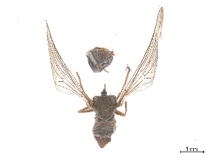  ( - BIOUG21895-B10)  @11 [ ] CreativeCommons - Attribution (2025) CBG Photography Group Centre for Biodiversity Genomics