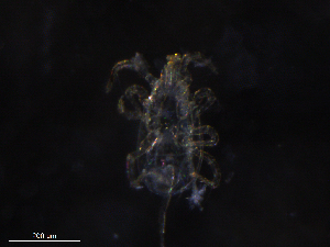  ( - BIOUG22631-E06)  @11 [ ] CreativeCommons - Attribution (2019) CBG Photography Group Centre for Biodiversity Genomics