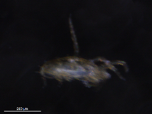  ( - BIOUG22631-G06)  @11 [ ] CreativeCommons - Attribution (2019) CBG Photography Group Centre for Biodiversity Genomics