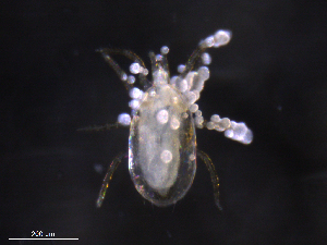  ( - BIOUG22631-H05)  @11 [ ] CreativeCommons - Attribution (2019) CBG Photography Group Centre for Biodiversity Genomics