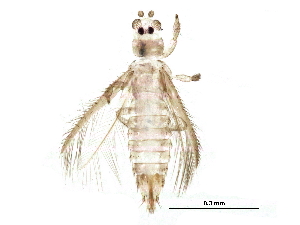  ( - BIOUG23530-G07)  @14 [ ] CreativeCommons - Attribution (2015) CBG Photography Group Centre for Biodiversity Genomics