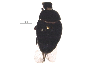  (Geomysaprinus moniliatus - BIOUG24150-C05)  @13 [ ] CreativeCommons - Attribution (2015) CBG Photography Group Centre for Biodiversity Genomics